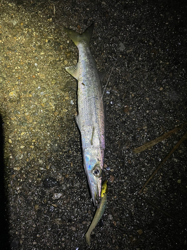 カマスの釣果