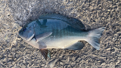 メジナの釣果