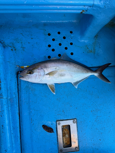 カンパチの釣果