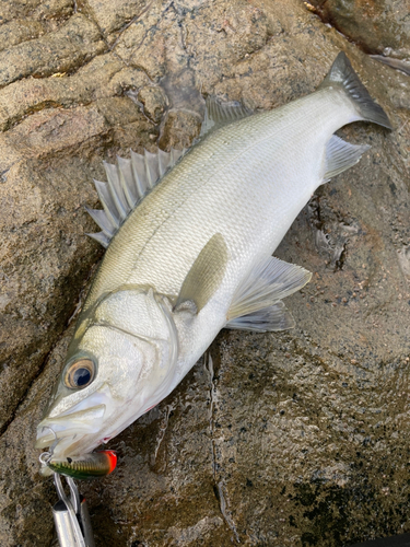 ヒラスズキの釣果