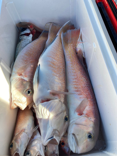 シロアマダイの釣果