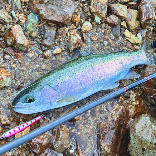 ニジマスの釣果