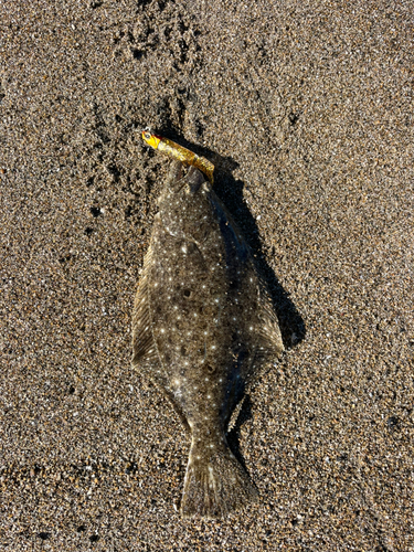 ヒラメの釣果