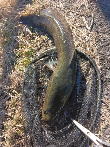 ライギョの釣果