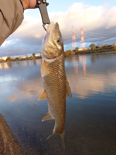 ニゴイの釣果