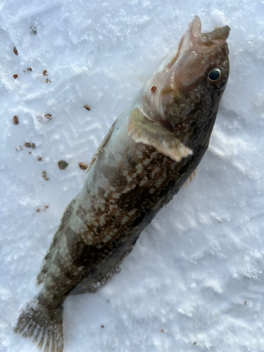 ハゼの釣果