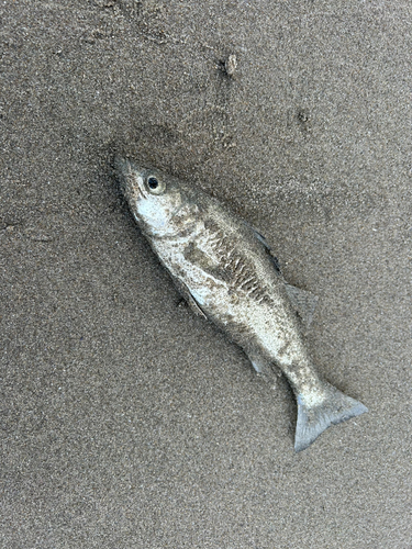 セイゴ（ヒラスズキ）の釣果