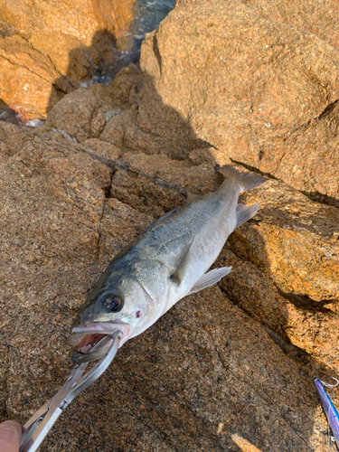 セイゴ（マルスズキ）の釣果