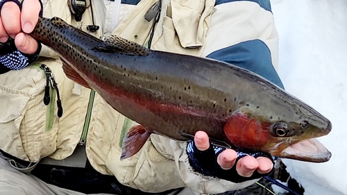 ニジマスの釣果