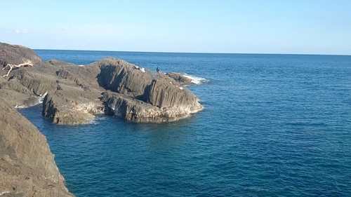 メジナの釣果