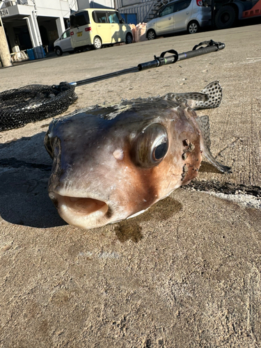 イシガキフグの釣果