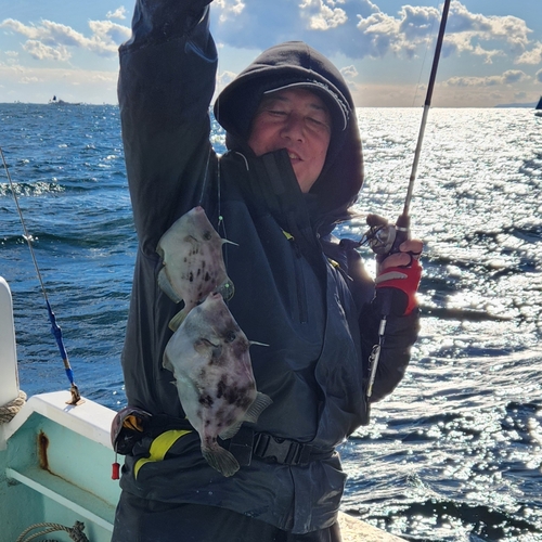 カワハギの釣果