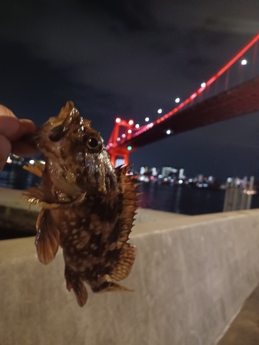 アラカブの釣果