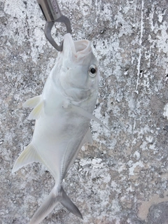 メッキの釣果