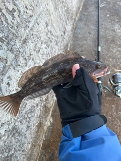 アイナメの釣果