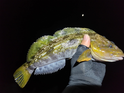 アイナメの釣果