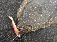 ヒラメの釣果