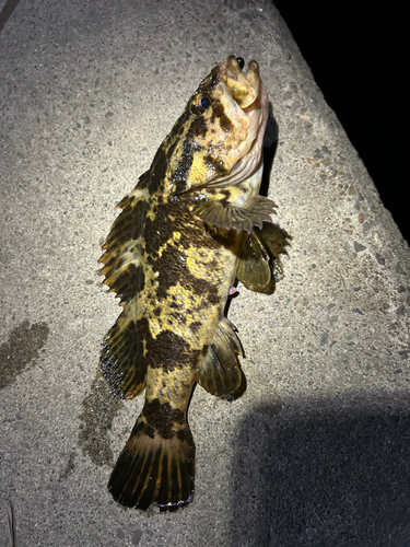 タケノコメバルの釣果