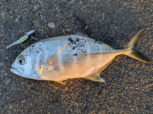 メッキの釣果