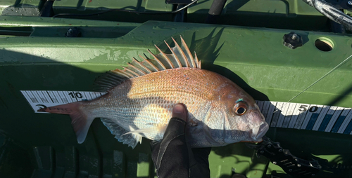 タイの釣果