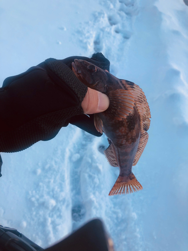 アイナメの釣果