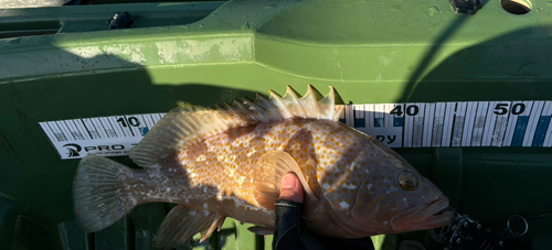 アコウの釣果