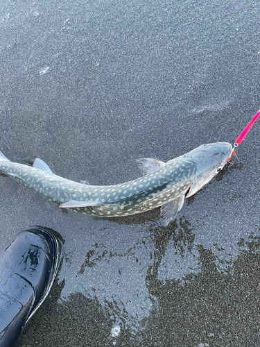 アメマスの釣果