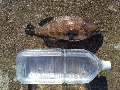 シラヌイハタの釣果