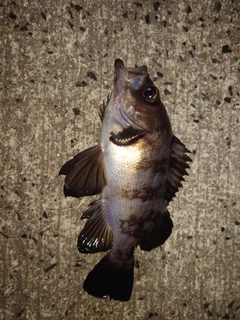 シロメバルの釣果