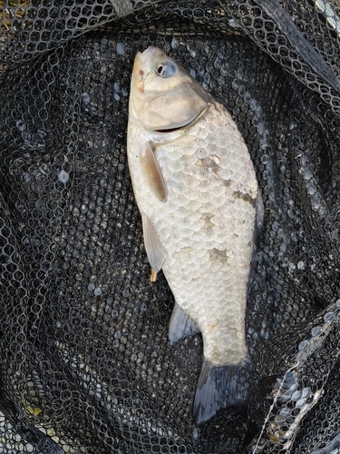 フナの釣果