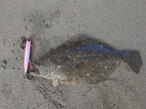 ヒラメの釣果