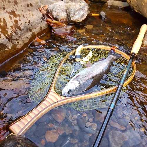 ニジマスの釣果