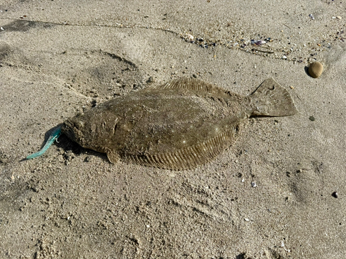 ヒラメの釣果