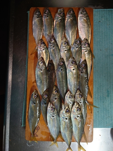 アジの釣果