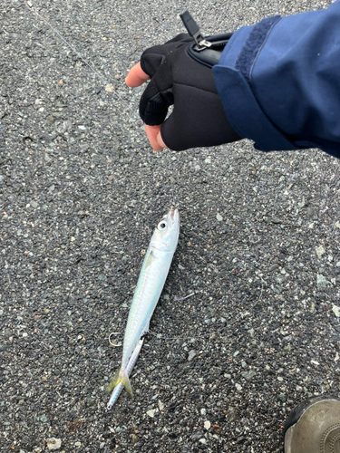 サバの釣果