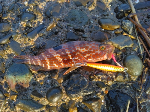 アコウの釣果