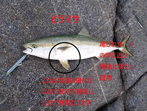 ヒラマサの釣果