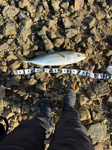 ブリの釣果