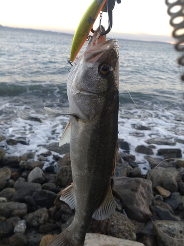 スズキの釣果