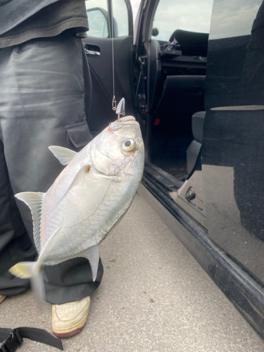 オニヒラアジの釣果