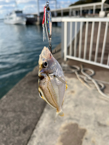 ヒイラギの釣果