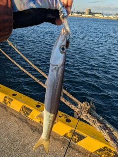 カマスの釣果