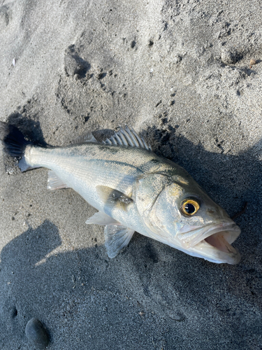 スズキの釣果