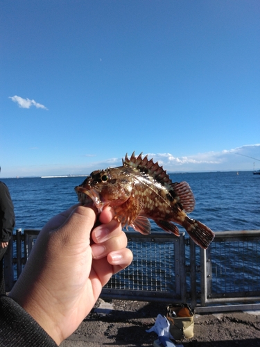 コチの釣果