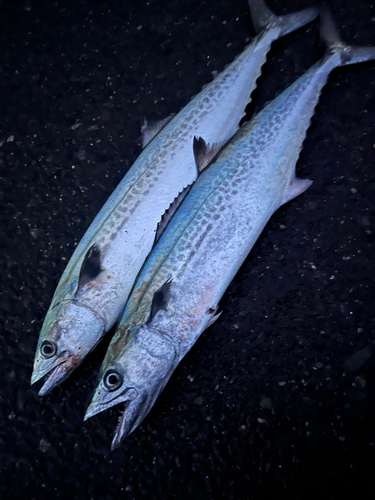 サゴシの釣果