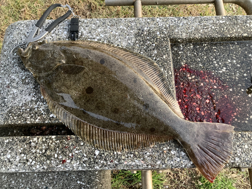 ヒラメの釣果