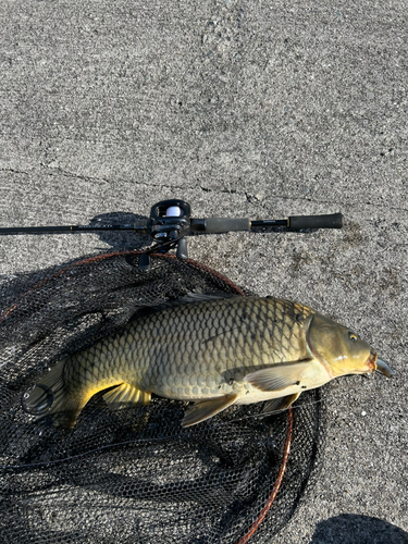 コイの釣果