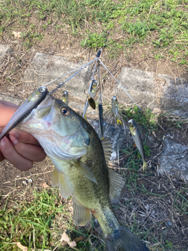 ブラックバスの釣果