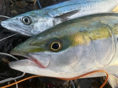 メジロの釣果