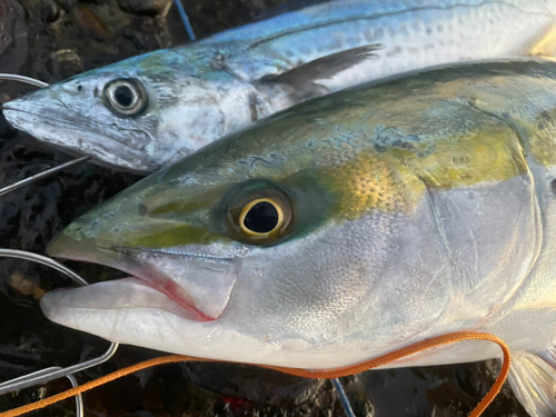 メジロの釣果